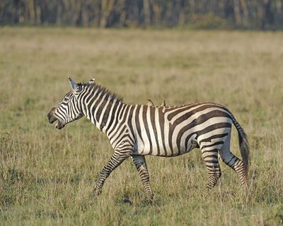 Zebra, Burchell's, Braying, w Oxpecker-011113-Lake Nakuru National Park, Kenya-#0435.jpg