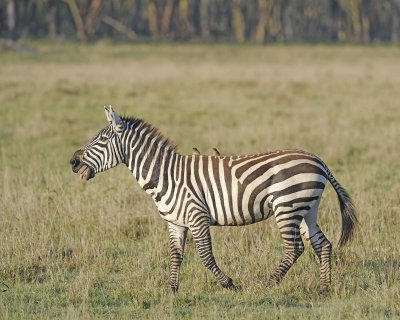 Zebra, Burchell's, Braying, w Oxpecker-011113-Lake Nakuru National Park, Kenya-#0438.jpg