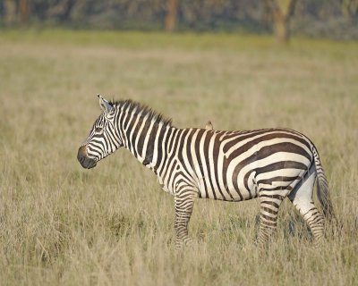 Zebra, Burchell's, w Oxpecker-011113-Lake Nakuru National Park, Kenya-#0412.jpg