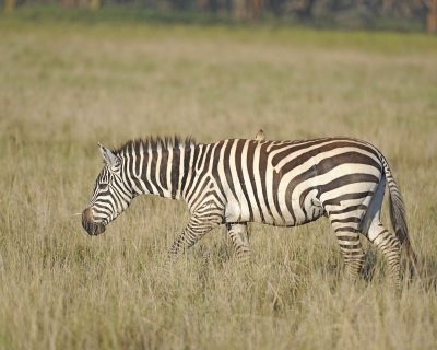 Zebra, Burchell's, w Oxpecker-011113-Lake Nakuru National Park, Kenya-#0420.jpg