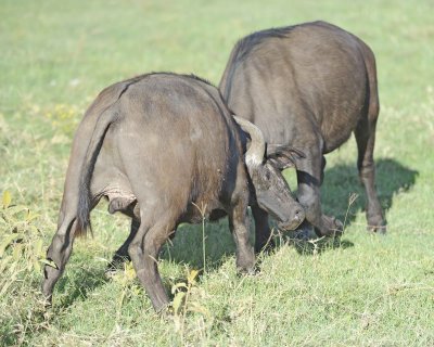 Buffalo, Cape, 2 fighting-011213-Lake Nakuru National Park, Kenya-#1045.jpg