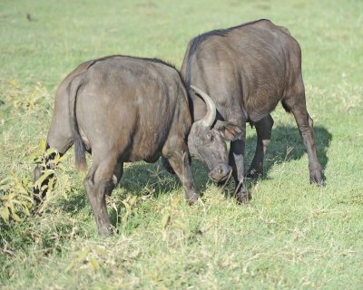Buffalo, Cape, 2 fighting-011213-Lake Nakuru National Park, Kenya-#1059.jpg