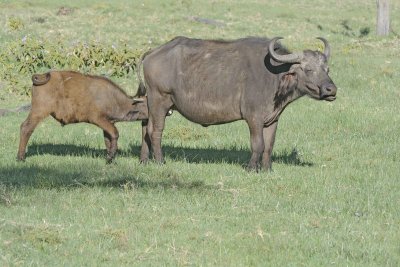 Buffalo, Cape, Cow & nursing Calf-011213-Lake Nakuru National Park, Kenya-#0420.jpg