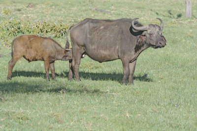 Buffalo, Cape, Cow & nursing Calf-011213-Lake Nakuru National Park, Kenya-#0428.jpg