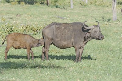 Buffalo, Cape, Cow & nursing Calf-011213-Lake Nakuru National Park, Kenya-#0443.jpg