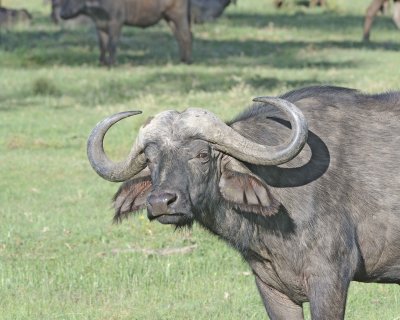 Buffalo, Cape, Head-011213-Lake Nakuru National Park, Kenya-#0351.jpg