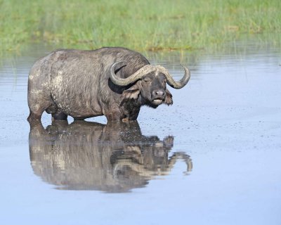 Buffalo, Cape, in water-011213-Lake Nakuru National Park, Kenya-#0625.jpg