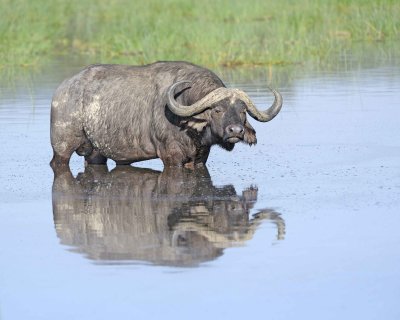 Buffalo, Cape, in water-011213-Lake Nakuru National Park, Kenya-#0629.jpg