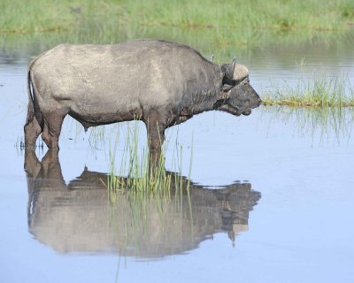 Buffalo, Cape, in water-011213-Lake Nakuru National Park, Kenya-#0662.jpg