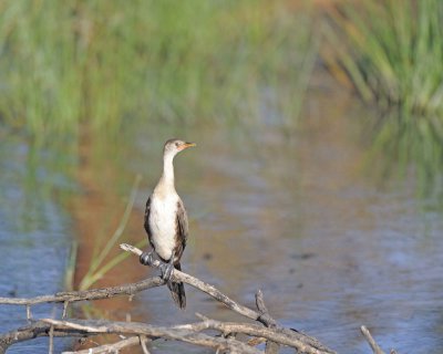 Cormorant, White-necked-011213-Lake Nakuru National Park, Kenya-#0097.jpg