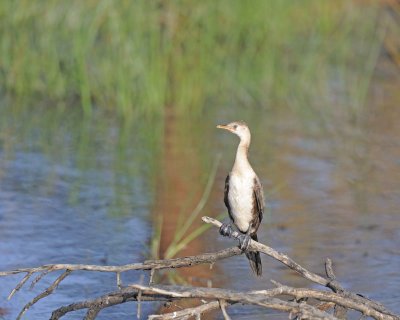 Cormorant, White-necked-011213-Lake Nakuru National Park, Kenya-#0105.jpg