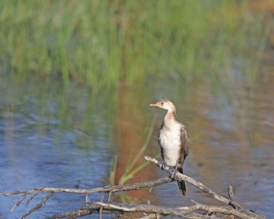 Cormorant, White-necked-011213-Lake Nakuru National Park, Kenya-#0114.jpg