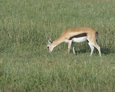 Gazelle, Thomson's-011213-Lake Nakuru National Park, Kenya-#0219.jpg