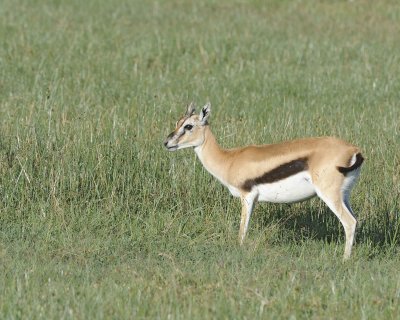 Gazelle, Thomson's-011213-Lake Nakuru National Park, Kenya-#0244.jpg