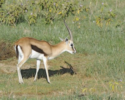 Gazelle, Thomson's-011213-Lake Nakuru National Park, Kenya-#0306.jpg