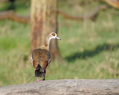 Gallery of Egyptian Goose