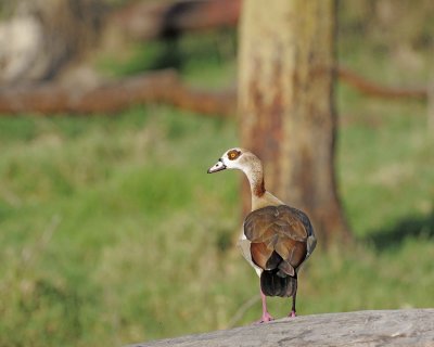 Goose, Egyptian-011213-Lake Nakuru National Park, Kenya-#0087.jpg