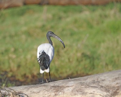 Ibis, Sacred-011213-Lake Nakuru National Park, Kenya-#0057.jpg