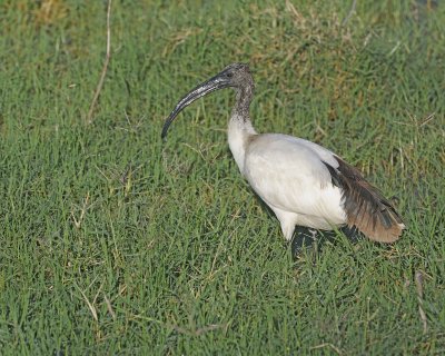 Gallery of Sacred Ibis