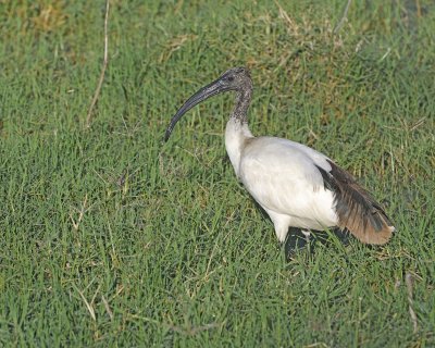 Ibis, Sacred-011213-Lake Nakuru National Park, Kenya-#0151.jpg