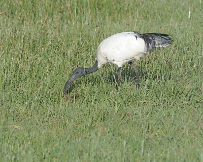 Ibis, Sacred-011213-Lake Nakuru National Park, Kenya-#0257.jpg