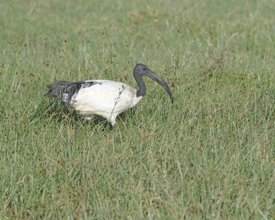 Ibis, Sacred-011213-Lake Nakuru National Park, Kenya-#0287.jpg