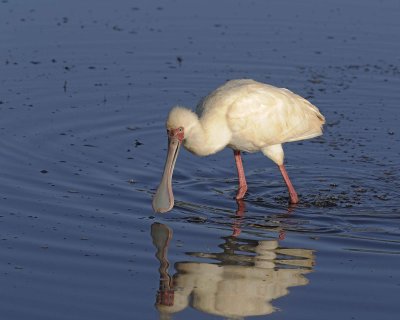 Gallery of African Spoonbill