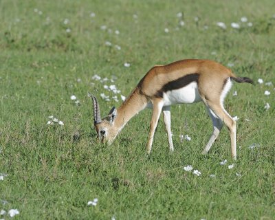 Gazelle, Thomson's-011213-Maasai Mara National Reserve, Kenya-#0807.jpg