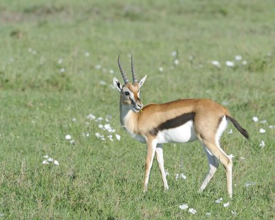 Gazelle, Thomson's-011213-Maasai Mara National Reserve, Kenya-#0809.jpg