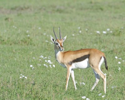 Gazelle, Thomson's-011213-Maasai Mara National Reserve, Kenya-#0828.jpg