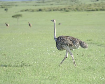 Ostrich, Common, Female-011213-Maasai Mara National Reserve, Kenya-#1122.jpg