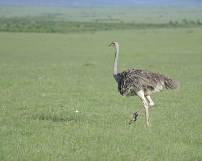 Ostrich, Common, Female-011213-Maasai Mara National Reserve, Kenya-#1132.jpg