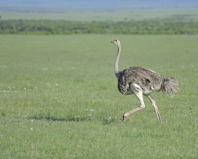 Ostrich, Common, Female-011213-Maasai Mara National Reserve, Kenya-#1137.jpg