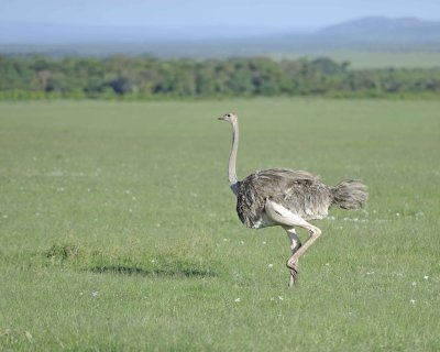 Ostrich, Common, Female-011213-Maasai Mara National Reserve, Kenya-#1142.jpg