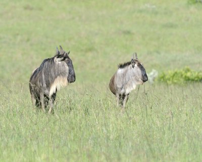 Gallery of White-bearded Wildebeest