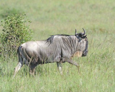 Wildebeest, White-bearded-011213-Maasai Mara National Reserve, Kenya-#0731.jpg