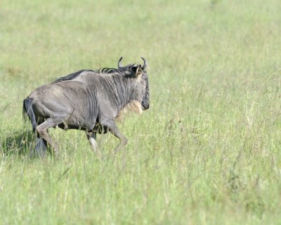 Wildebeest, White-bearded-011213-Maasai Mara National Reserve, Kenya-#0736.jpg