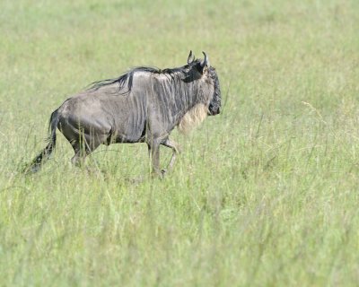 Wildebeest, White-bearded-011213-Maasai Mara National Reserve, Kenya-#0741.jpg