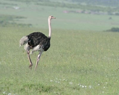 Ostrich Common Male-011213-Maasai Mara National Reserve Kenya-0906.jpg