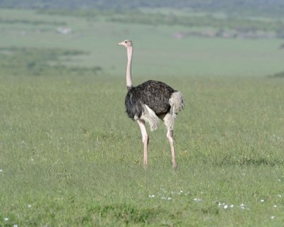 Ostrich Common Male-011213-Maasai Mara National Reserve Kenya-0912.jpg