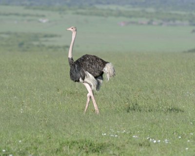 Gallery of Common Ostrich