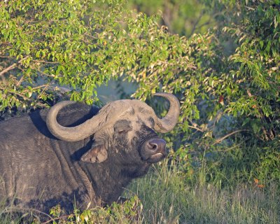 Buffalo, Cape-011313-Maasai Mara National Reserve, Kenya-#0205.jpg