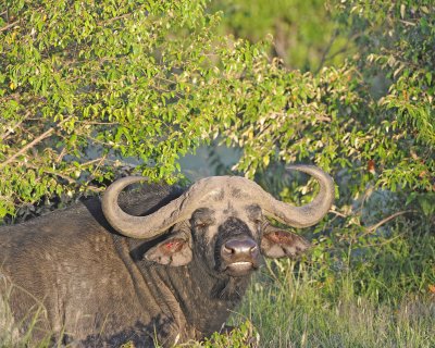 Buffalo, Cape-011313-Maasai Mara National Reserve, Kenya-#0223.jpg