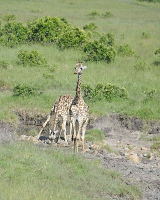 Giraffe, Maasai, 2 drinking-011313-Maasai Mara National Reserve, Kenya-#3336.jpg