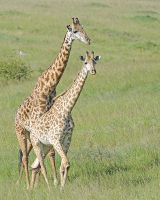 Giraffe, Maasai, 2-011313-Maasai Mara National Reserve, Kenya-#3839.jpg