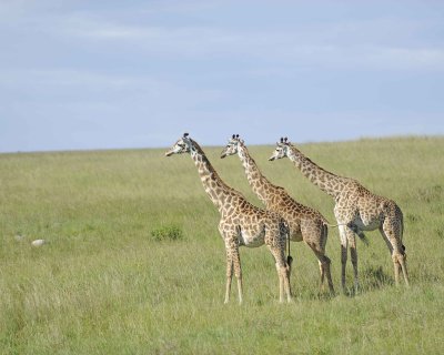 Giraffe, Maasai, 3-011313-Maasai Mara National Reserve, Kenya-#3314.jpg