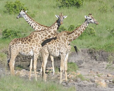 Giraffe, Maasai, 3-011313-Maasai Mara National Reserve, Kenya-#3540.jpg