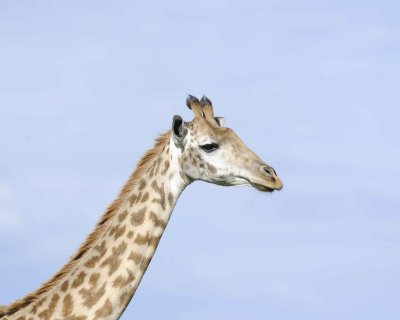Giraffe, Maasai, Head-011313-Maasai Mara National Reserve, Kenya-#3901.jpg