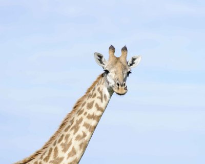 Giraffe, Maasai, Head-011313-Maasai Mara National Reserve, Kenya-#3905.jpg