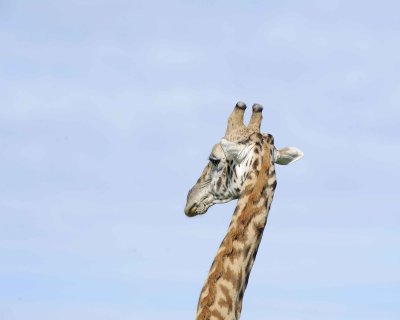Giraffe, Maasai, Head-011313-Maasai Mara National Reserve, Kenya-#3935.jpg